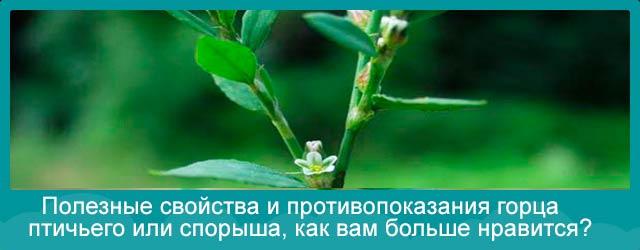 спорыш от бесплодия