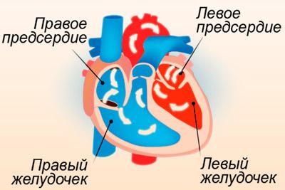 dilatacziya_serdcza_1518731152_5a85ff90dcab8.jpg