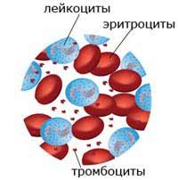 kletki-krovi(8).jpg