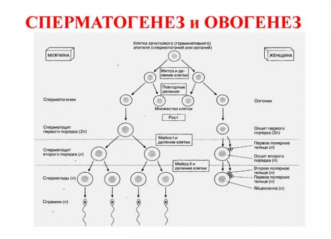 сперматогенез