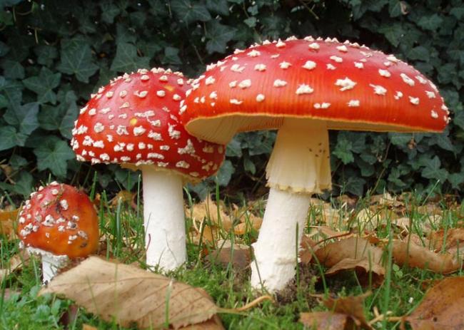 красный мухомор для лечения кисты яичника