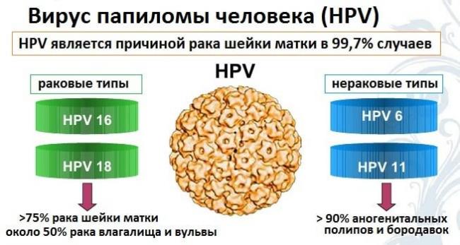 папилломавирус