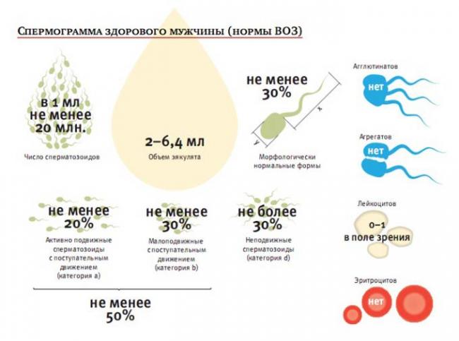 спермограмма здорового мужчины