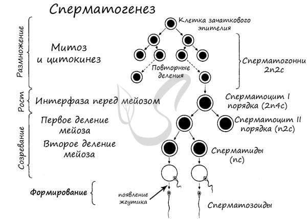 клетки сперматогенеза