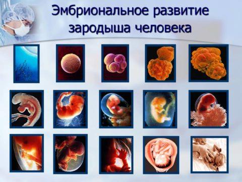 foto-vnutriutrobnogo-razvitiya-malysha-480x360.jpg
