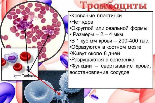роль-тромбоцитов.jpg?fit=650%2C432&ssl=1