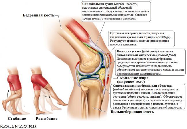 bOL-PRI-SGIBANII-I-RAZGIBANII-KOLENNOGO-SUSTAVA.png