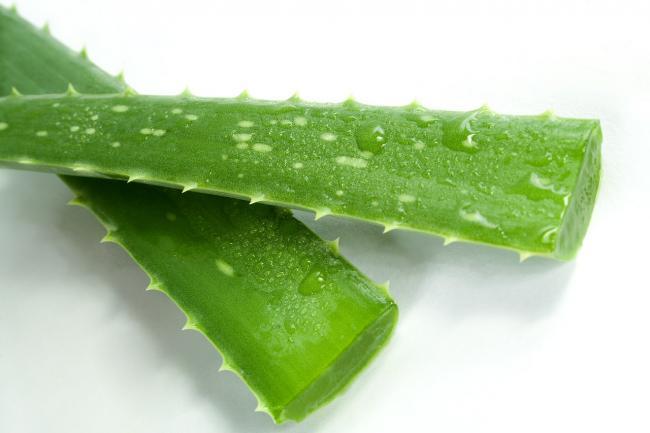 aloe-3986306_1280.jpg