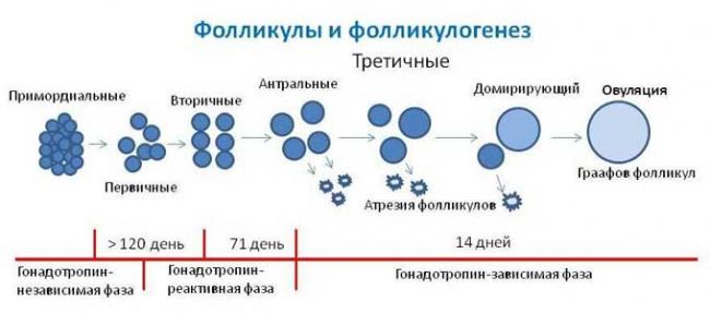 нарушение фолликулогенеза