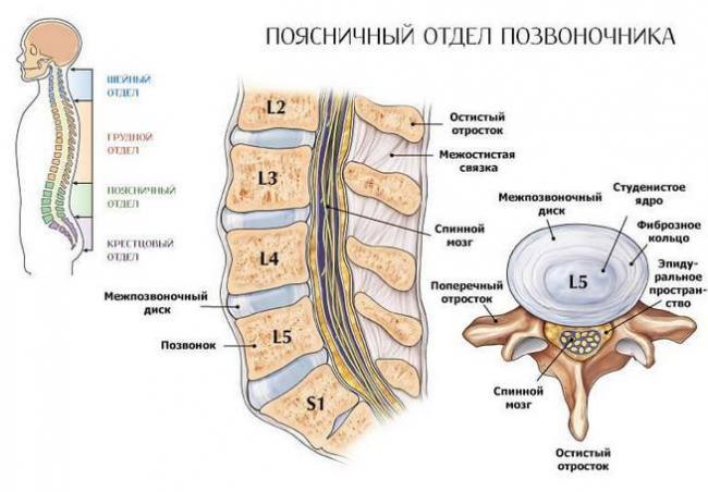 boli-v-pojasnice-otdajushhie-v-nogu-prichiny.jpg