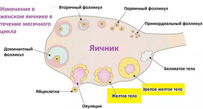 яичник в течение месячного цикла
