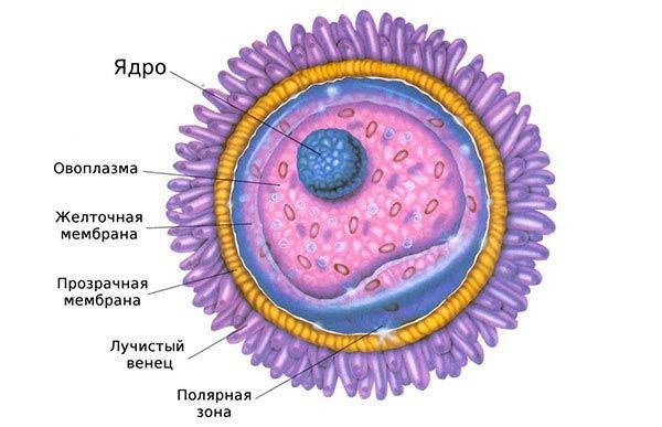 строение ооцита