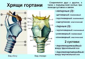 myshcy-gortani.jpg