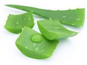 aloe-300x224.jpg