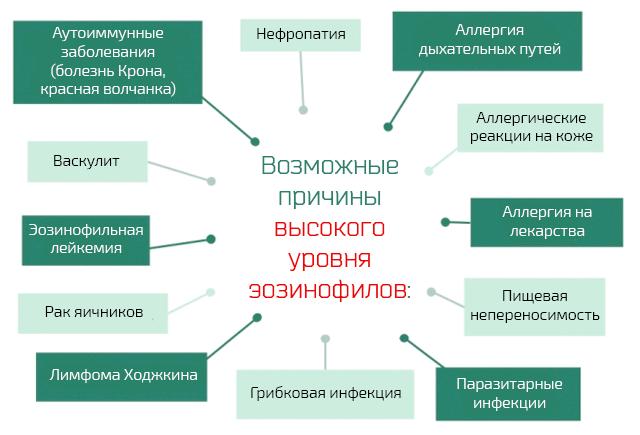Эозинофилы повышены у взрослого, о чем это говорит и что надо делать