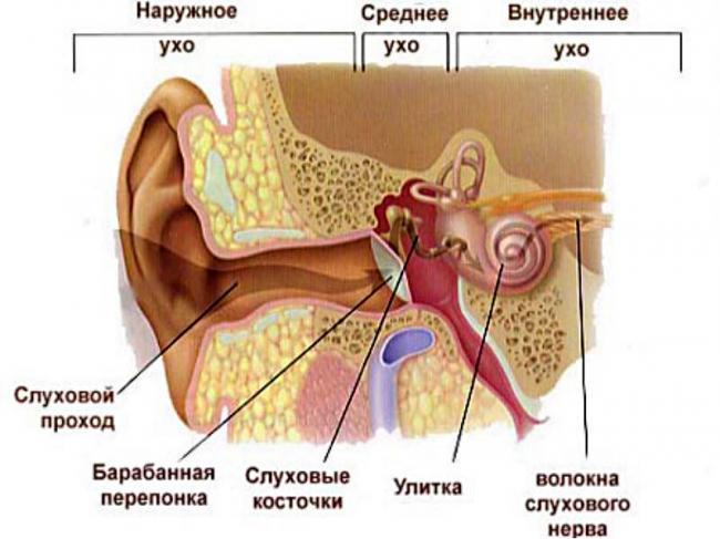 shum-zvon-shhelkaet-v-ushax-i-rezkoe-snizhenie-sluxa.jpg