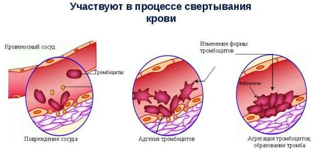 funktsii-trombotsitov.png