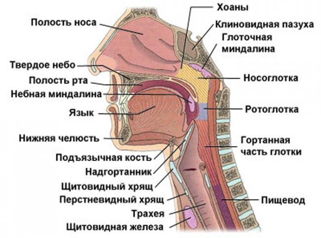 gortan-1.jpg