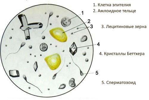 схема лецитиновых зерен