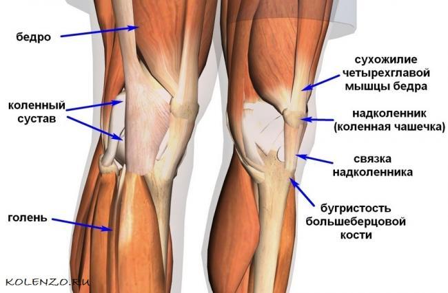 Anatomiya-kolennogo-sustava.jpg