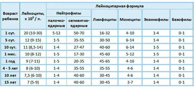 lejkocyt-norm-det-2-620x281.jpg