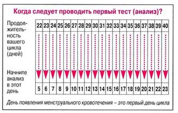узи фолликулогенеза