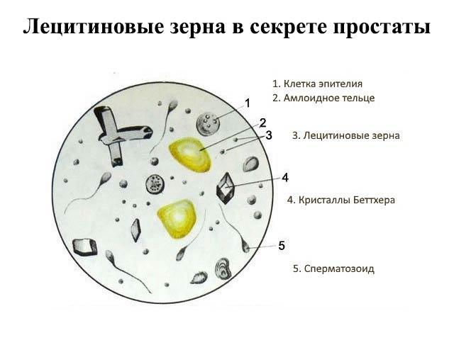 лецитиновые зерна