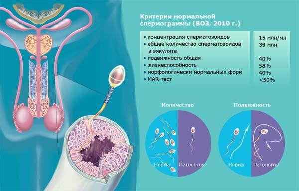 нормальная спермограмма по ВОЗ