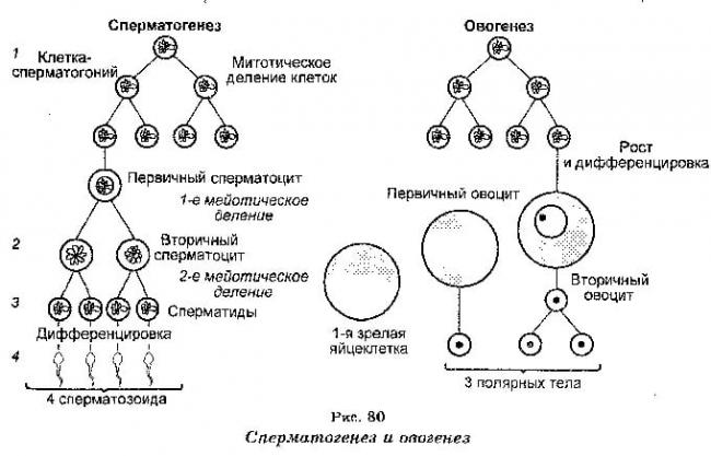 отличие сперматогенеза от овогенеза