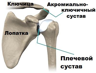 anatomiya-plechevogo-sustava.jpg