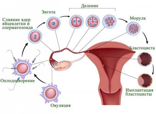 этапы развития яйцеклетки