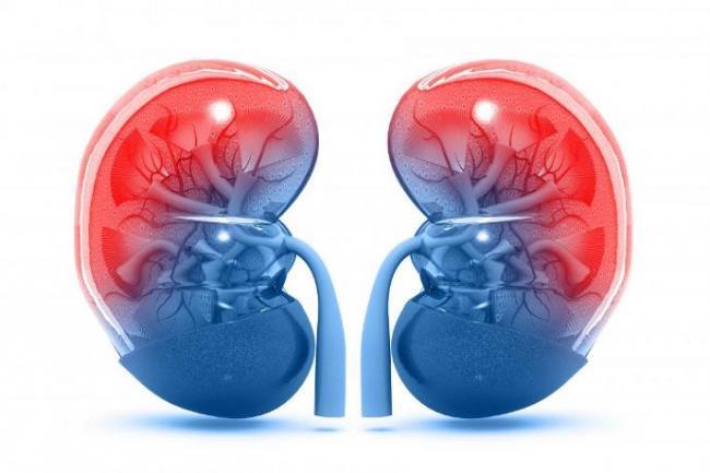 kidneys.jpg