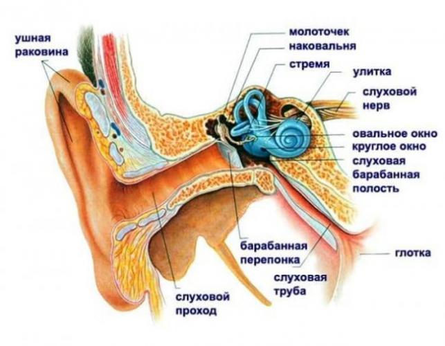 strnuh-1.jpg