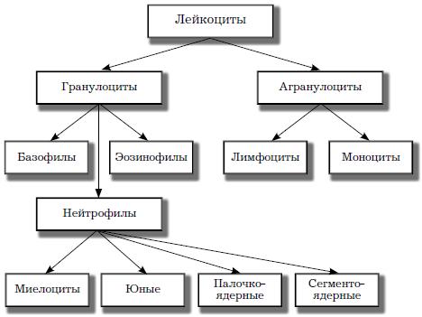 raznovidnosti-leykotsitov.png