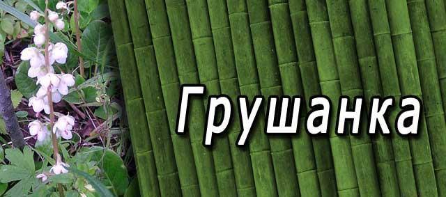 грушанка при бесплодии