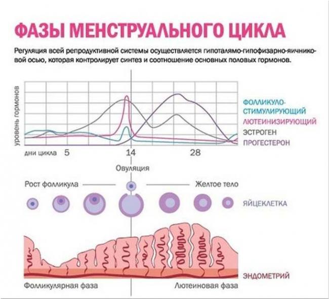 фазы менструального цикла