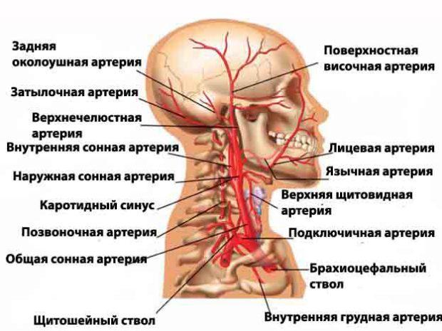 chto-takoe-uzdg-btsa-scaled.jpg