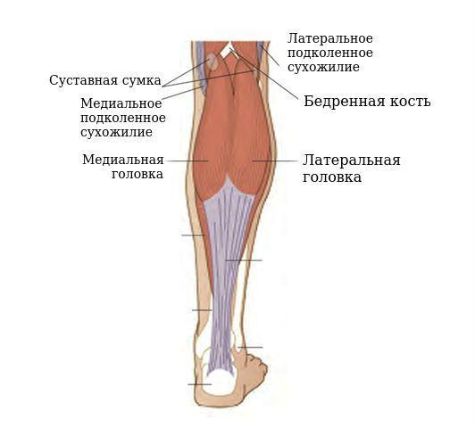 raspolozhenie-medialnoy-i-lateralnoy-golovki-ikronozhnoy-myshcy_s.jpg
