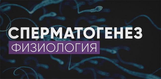 стадии сперматогенеза