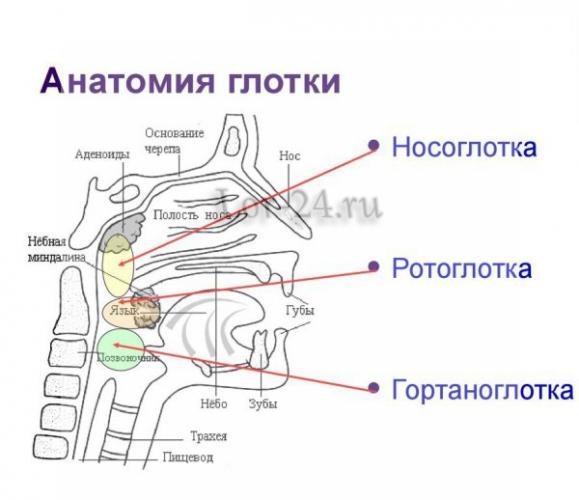 Anatomiya-glotki-600x518.jpg