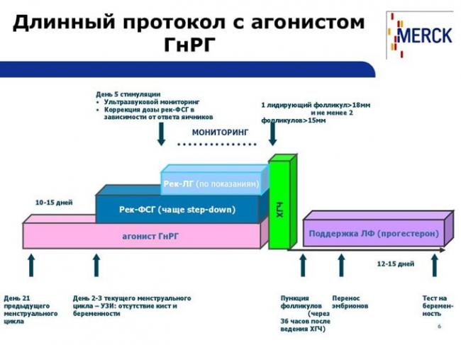 длинный протокол с агонистом