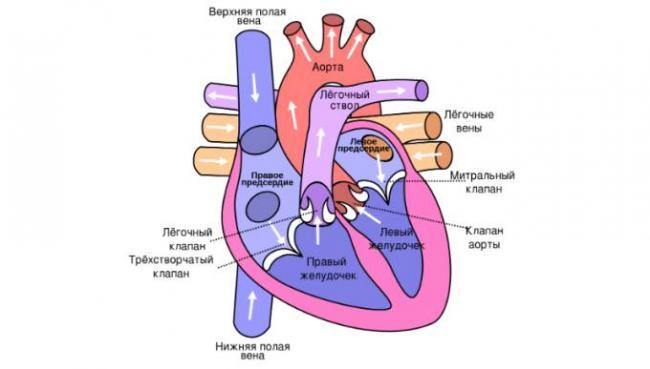 uvelichen_levii_geludochek_stroenie.png