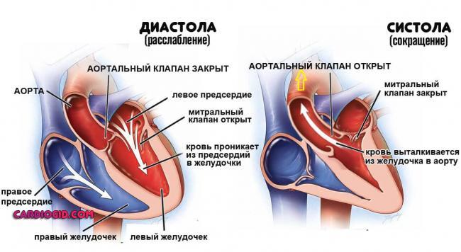 serdechnyj-tsikl.jpg