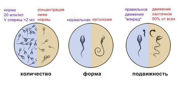 показатели спермограммы