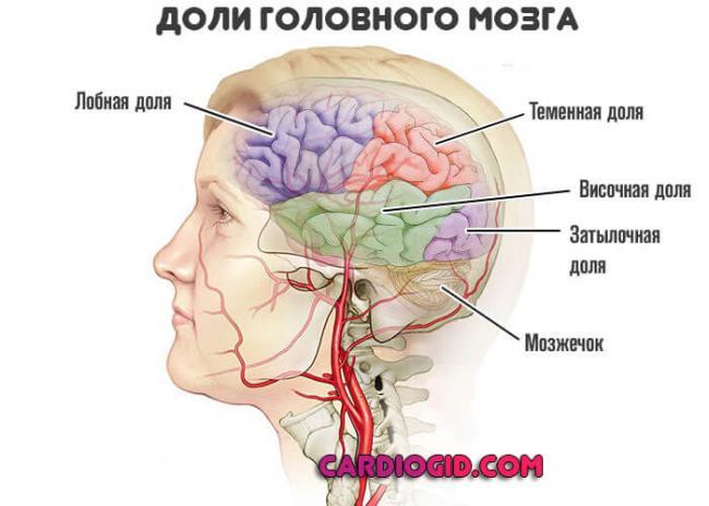 doli-golovnogo-mozga.jpg