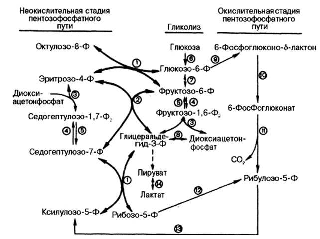 kakie-gormony-povyshajut-uroven-gljukozy-v-krovi_1.jpg
