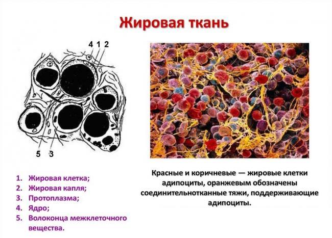 жировая-ткань-1024x737.jpg