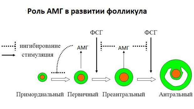 роль АМГ в развитии фолликула