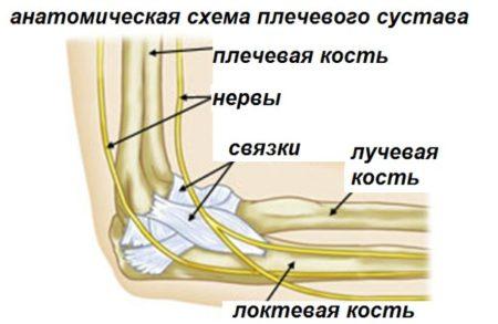 Ris.2-Shema-stroeniya-loktevogo-sustava-450x293.jpg