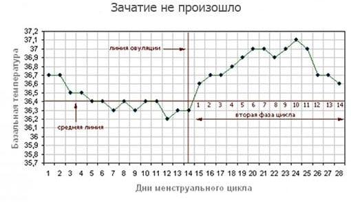 график БТ когда зачатие не произошло